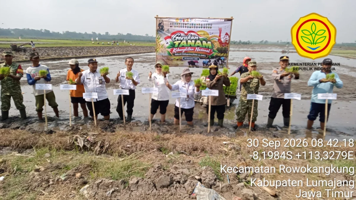 Tanam Padi Serentak di Rowokangkung, Lumajang Bidik Penguatan Swasembada Pangan